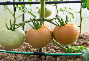 Firefly drip irrigation system close up with tomatoes and water drops 12494.jpg